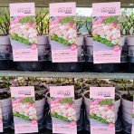 Hortenzia metlinatá (Hydrangea paniculata) ´GROUNDBREAKER® BLUSH´ by LIVING CREATIONS®´ - výška 20-30 cm, kont. C1.5L
